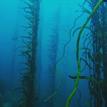 Giant kelp forest in Pacific Grove Marine Gardens SMCA