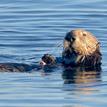 Sea otter at Pacific Grove Marine Gardens SMCA
