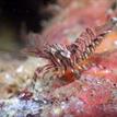 Red-banded transparent shrimp in Asilomar SMR