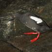 A pigeon guillemot scaling the wall at Painted Cave SMCA