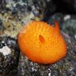 Orange-peel nudibranch at Piedras Blancas SMR