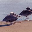 Young (R) and mature (L) brown pelicans at Piedras Blancas SMR