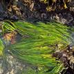 Surfgrass, algae, and black turban snails, Piedras Blancas SMR