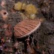 Rock scallop and sponges at Point Arena SMR