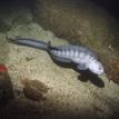 Wolf-eel at Point Buchon SMR