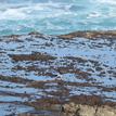 Black oystercatcher at Point Cabrillo SMR