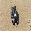 Swell shark egg case at Point Conception SMR