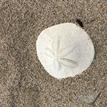 Eccentric sand dollar at Point Conception SMR