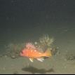 Greenspotted rockfish in Point Conception SMR