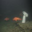 Rockfish and plumose anemone in Point Conception SMR