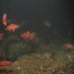 Vermilion rockfish in Point Conception SMR