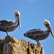 Brown pelicans at El Matador State Beach, Point Dume SMCA