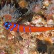 The brightly colored blue-banded goby at Point Dume SMR