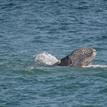A gray whale peeking above the surface at Point Dume SMR
