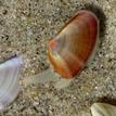Gould bean clams on a sandy beach at Point Dume SMCA