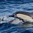 Short-beaked common dolphins in Point Lobos SMCA