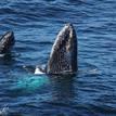 Humpback whales in Point Lobos SMR
