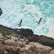 Brown pelicans at Point Resistance Rock Special Closure