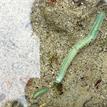Nereid polychaete worm in Point Reyes SMR