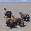 California sea lions in Point Reyes SMR