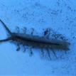 Isopod at Point Reyes SMR
