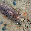 Shag-rug nudibranch and limpets in Point Reyes SMR