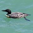 Common loon in Point Reyes SMR