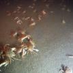 Dungeness crab on the seafloor near Point St. George Reef Offshore SMCA