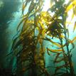 Giant kelp forest in Point Sur SMR
