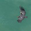 California condor at Point Sur SMR