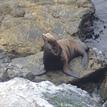 California sea lion in Point Sur SMR