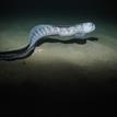 Wolf-eel in Point Sur SMCA