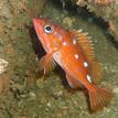 Rosy rockfish in Point Vicente SMCA (No-Take)