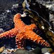 Ochre sea star in Abalone Cove SMCA
