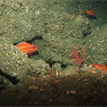 Yelloweye, starry, and rosy rockfishes with red gorgonians in Portuguese Ledge SMCA