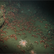 Squat lobsters and sunflower stars in Portuguese Ledge SMCA