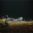 Wolf-eel among red gorgonians in Portuguese Ledge SMCA