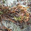 Flattened Ahnfelt's seaweed at Pyramid Point SMCA