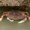 Dungeness crab at Pyramid Point SMCA