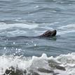 California sea lion in Reading Rock SMCA