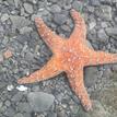 Ochre sea star in Reading Rock SMCA