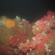 Strawberry anemones, soft corals, sponges, and tunicates in Reading Rock SMR