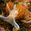 Thick-horned nudibranch, a type of sea slug, at Russian Gulch SMCA