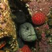 Wolf-eels and anemone at Russian Gulch SMCA