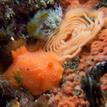Red dorid sea slug with egg mass, Russian Gulch SMCA