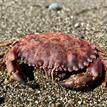 Red rock crab in Russian River SMCA