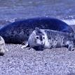 Harbor seals in Russian River SMCA