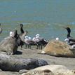 Harbor seals, Heermann's gulls, and double-crested cormorants in Russian River SMRMA