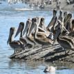Brown pelicans and Heermann's gulls in Russian River SMRMA