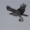 Osprey with fish flying over Salt Point SMCA